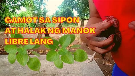 gamot sa halak ng manok|Organic Na Gamot Sa SIPON ng Manok .